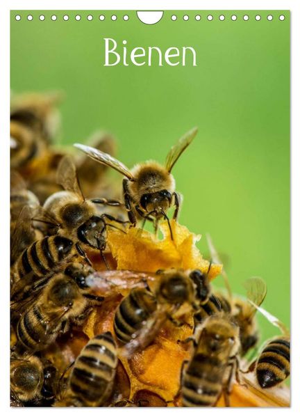 Bienen (Wandkalender 2026 DIN A4 hoch) CALVENDO Monatskalender