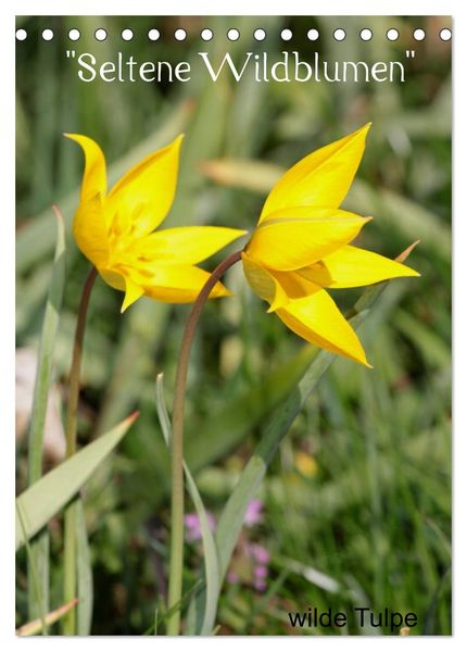 Seltene Wildblumen (Tischkalender 2026 DIN A5 hoch) CALVENDO Monatskalender