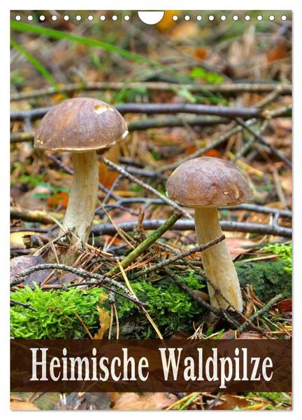 Heimische Waldpilze (Wandkalender 2026 DIN A4 hoch) CALVENDO Monatskalender