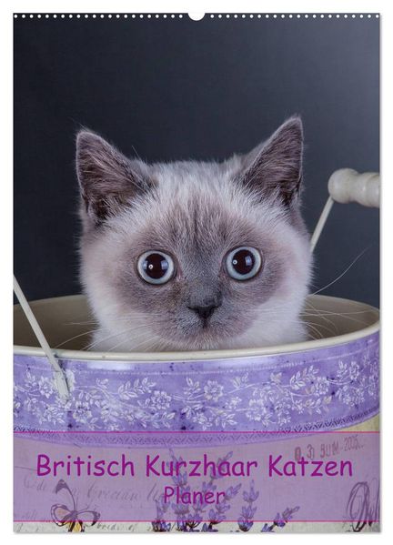 Britisch Kurzhaar Katzen - Planer (Wandkalender 2026 DIN A2 hoch) CALVENDO Monatskalender