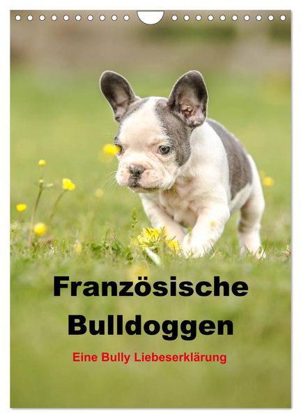 Französische Bulldoggen - Eine Bully Liebeserkärung (Wandkalender 2026 DIN A4 hoch) CALVENDO Monatskalender