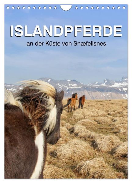 ISLANDPFERDE an der Küste von Snæfellsnes (Wandkalender 2026 DIN A4 hoch) CALVENDO Monatskalender