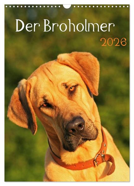 Der Broholmer (Wandkalender 2026 DIN A3 hoch) CALVENDO Monatskalender