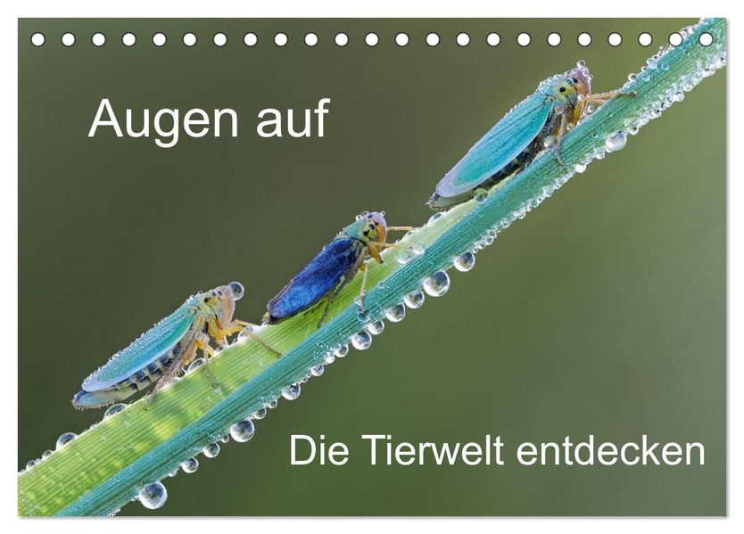 Augen auf - versteckte Tierwelt (Tischkalender 2026 DIN A5 quer) CALVENDO Monatskalender