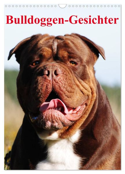 Bulldoggen-Gesichter (Wandkalender 2026 DIN A3 hoch) CALVENDO Monatskalender