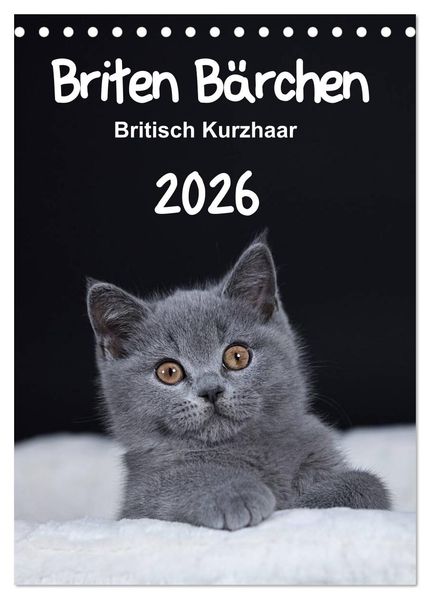 Briten Bärchen - Britisch Kurzhaar 2026 (Tischkalender 2026 DIN A5 hoch) CALVENDO Monatskalender