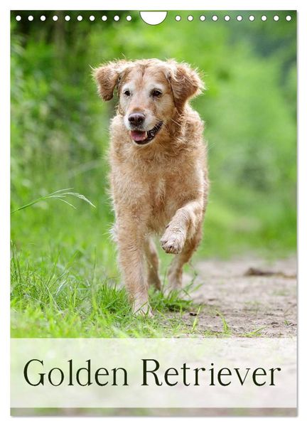 Golden Retriever (Wandkalender 2026 DIN A4 hoch) CALVENDO Monatskalender