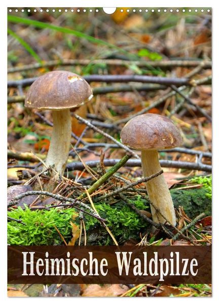 Heimische Waldpilze (Wandkalender 2026 DIN A3 hoch) CALVENDO Monatskalender