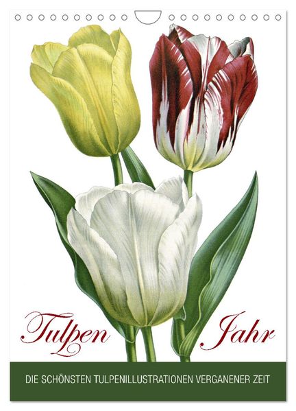 Tulpen - Jahr (Wandkalender 2026 DIN A4 hoch) CALVENDO Monatskalender