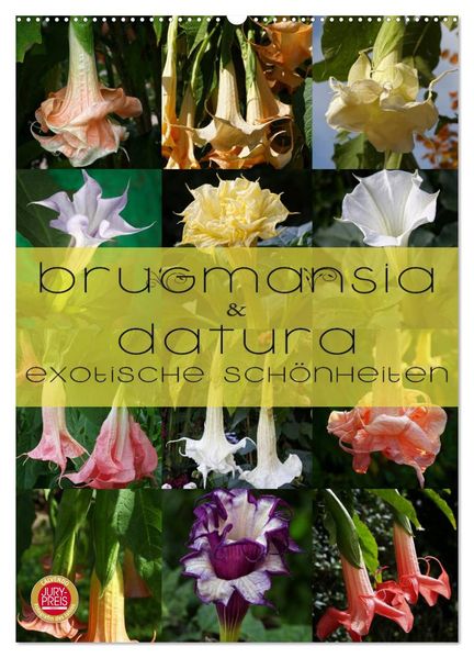 Brugmansia & Datura - Exotische Schönheiten (Wandkalender 2026 DIN A2 hoch) CALVENDO Monatskalender