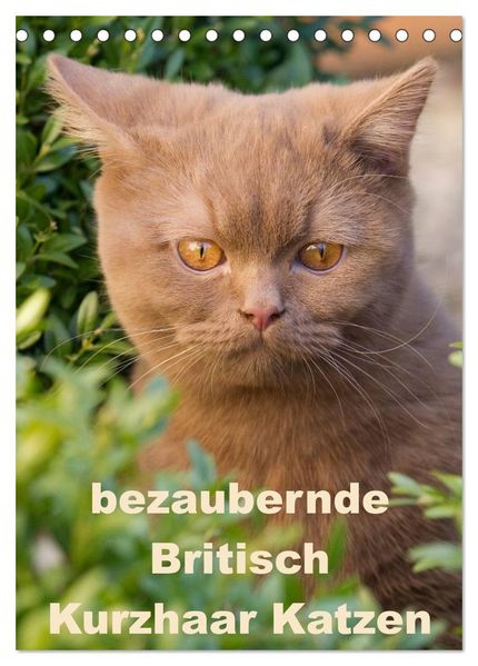 bezaubernde Britisch Kurzhaar Katzen (Tischkalender 2026 DIN A5 hoch) CALVENDO Monatskalender
