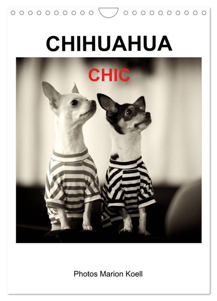 CHIHUAHUA CHIC Photos Marion Koell (Wandkalender 2026 DIN A4 hoch) CALVENDO Monatskalender