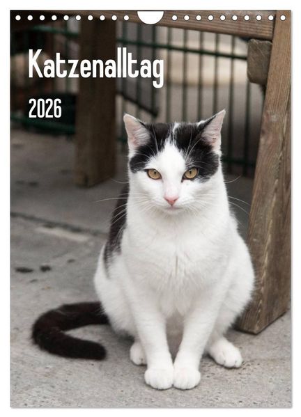 Katzenalltag 2026 (Wandkalender 2026 DIN A4 hoch) CALVENDO Monatskalender