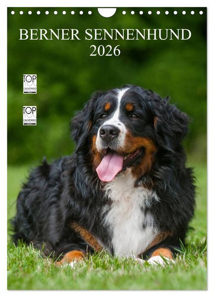 Berner Sennenhund 2026 (Wandkalender 2026 DIN A4 hoch) CALVENDO Monatskalender
