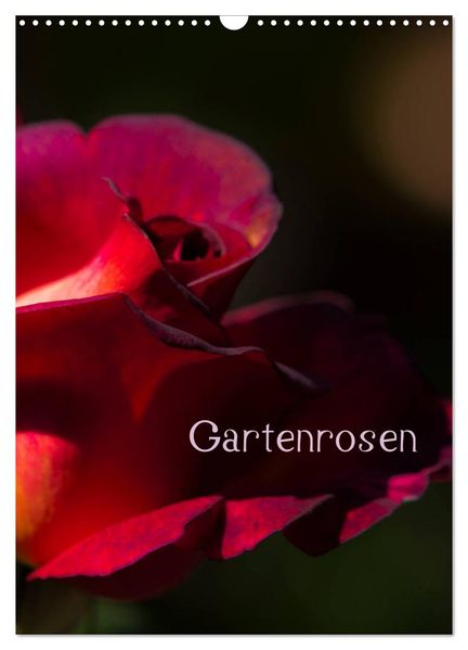 Gartenrosen (Wandkalender 2026 DIN A3 hoch) CALVENDO Monatskalender