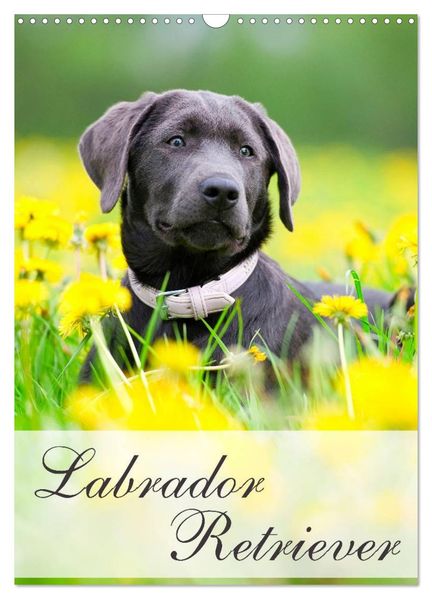 Labrador Retriever (Wandkalender 2026 DIN A3 hoch) CALVENDO Monatskalender
