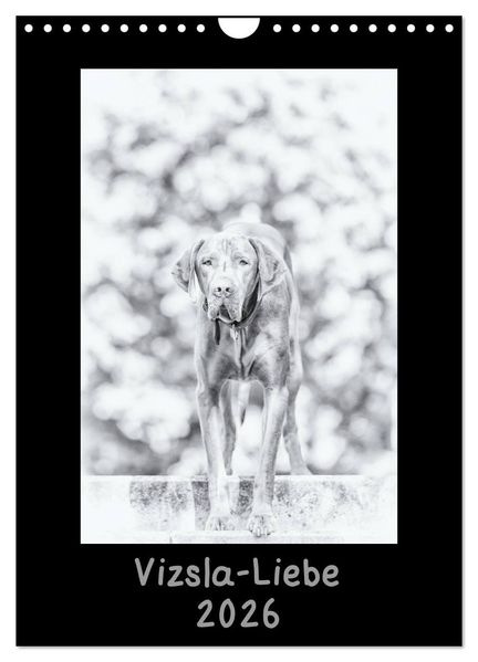 Vizsla-Liebe (Wandkalender 2026 DIN A4 hoch) CALVENDO Monatskalender