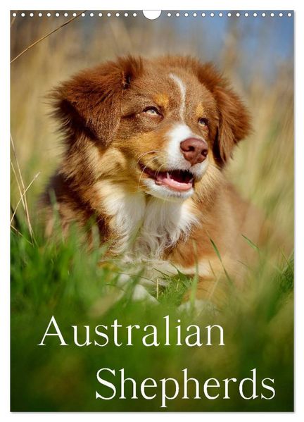 Australian Shepherds (Wandkalender 2026 DIN A3 hoch) CALVENDO Monatskalender