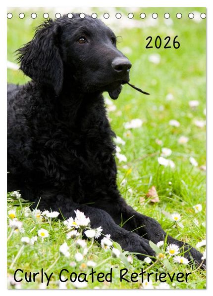 Curly Coated Retriever 2026 (Tischkalender 2026 DIN A5 hoch) CALVENDO Monatskalender