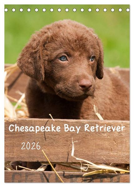 Chesapeake Bay Retriever 2026 (Tischkalender 2026 DIN A5 hoch) CALVENDO Monatskalender
