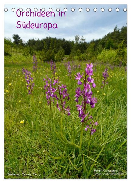 Orchideen in Südeuropa (Tischkalender 2026 DIN A5 hoch) CALVENDO Monatskalender