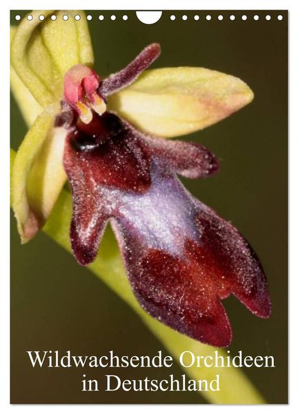 Wildwachsende Orchideen in Deutschland (Wandkalender 2026 DIN A4 hoch) CALVENDO Monatskalender
