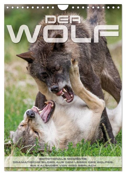 Emotionale Momente: Der Wolf. (Wandkalender 2026 DIN A4 hoch) CALVENDO Monatskalender