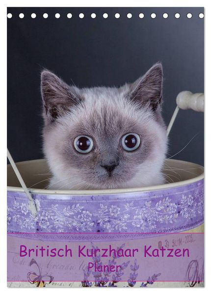 Britisch Kurzhaar Katzen - Planer (Tischkalender 2026 DIN A5 hoch) CALVENDO Monatskalender