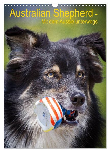 Australian Shepherd - Mit dem Aussie unterwegs (Wandkalender 2026 DIN A3 hoch) CALVENDO Monatskalender