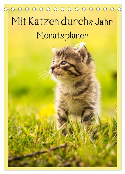 Mit Katzen durchs Jahr / Planer (Tischkalender 2026 DIN A5 hoch) CALVENDO Monatskalender