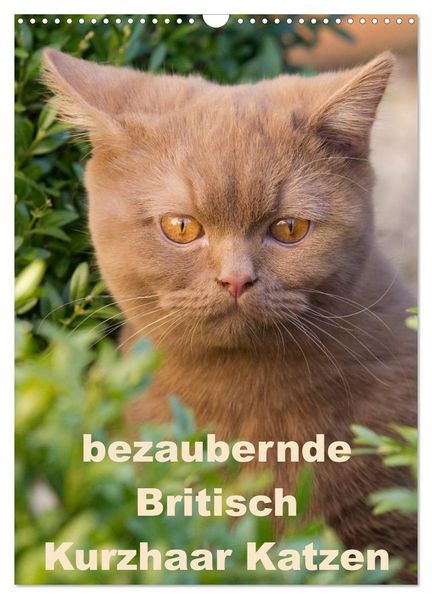 bezaubernde Britisch Kurzhaar Katzen (Wandkalender 2026 DIN A3 hoch) CALVENDO Monatskalender