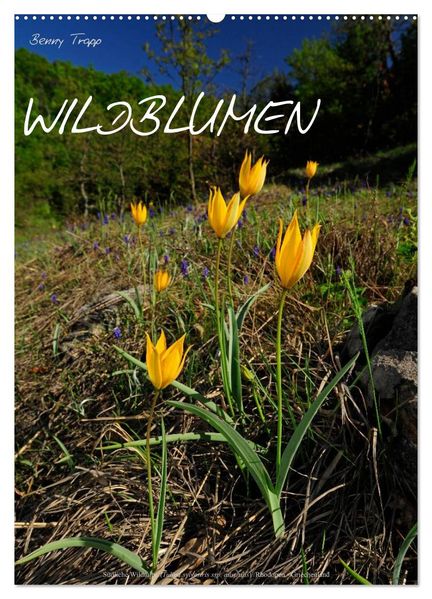 WILDBLUMEN (Wandkalender 2026 DIN A2 hoch) CALVENDO Monatskalender