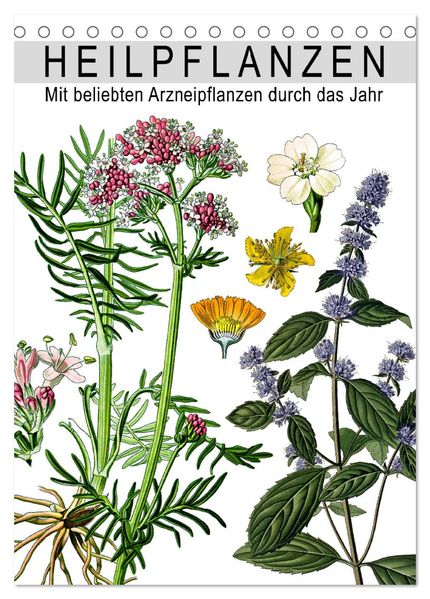 Heilpflanzen (Tischkalender 2026 DIN A5 hoch) CALVENDO Monatskalender