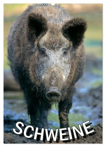 Schweine 2026 (Wandkalender 2026 DIN A2 hoch) CALVENDO Monatskalender
