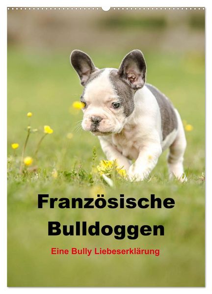 Französische Bulldoggen - Eine Bully Liebeserkärung (Wandkalender 2026 DIN A2 hoch) CALVENDO Monatskalender