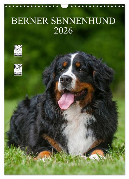 Berner Sennenhund 2026 (Wandkalender 2026 DIN A3 hoch) CALVENDO Monatskalender