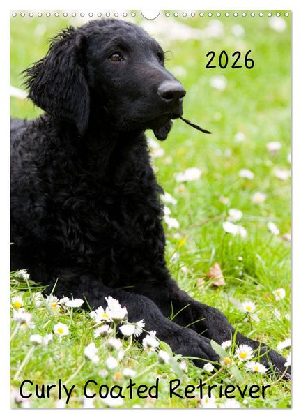 Curly Coated Retriever 2026 (Wandkalender 2026 DIN A3 hoch) CALVENDO Monatskalender