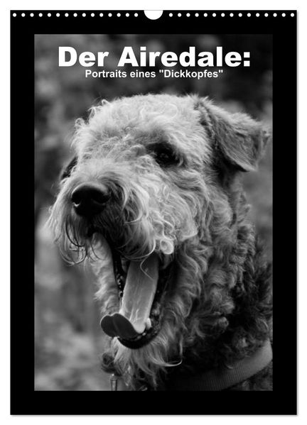 Der Airedale: Portraits eines 'Dickkopfes' (Wandkalender 2026 DIN A3 hoch) CALVENDO Monatskalender