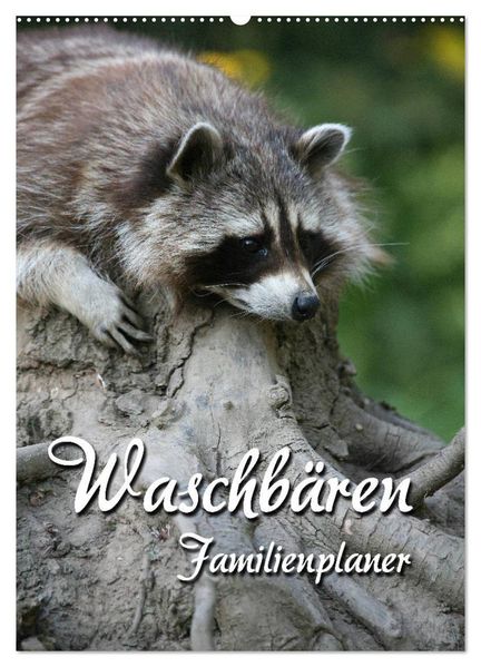 Waschbären Familienplaner (Wandkalender 2026 DIN A2 hoch) CALVENDO Monatskalender