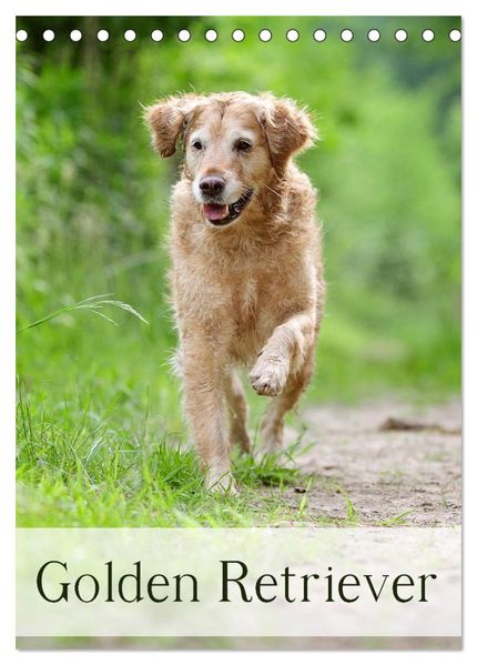 Golden Retriever (Tischkalender 2026 DIN A5 hoch) CALVENDO Monatskalender