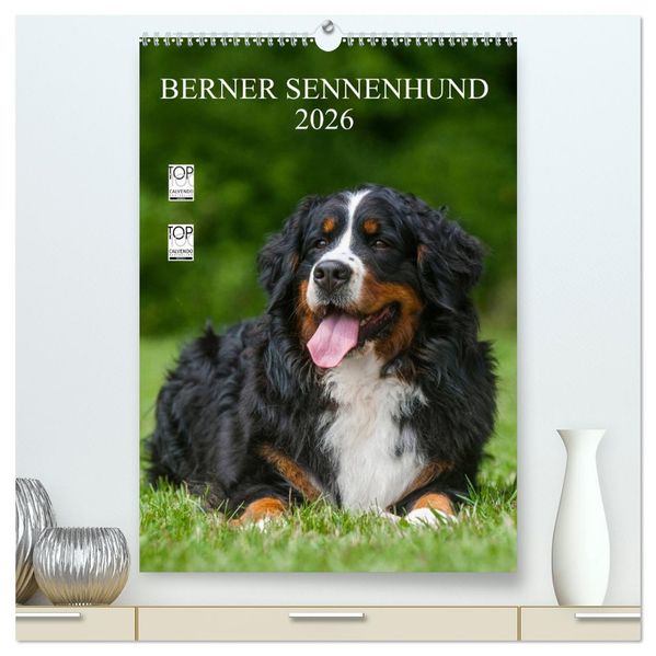 Berner Sennenhund 2026 (hochwertiger Premium Wandkalender 2026 DIN A2 hoch) Kunstdruck in Hochglanz