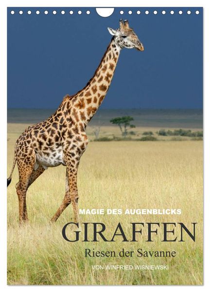 Magie des Augenblicks - Giraffen - Riesen der Savanne (Wandkalender 2026 DIN A4 hoch) CALVENDO Monatskalender