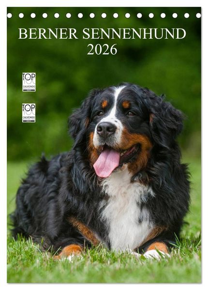 Berner Sennenhund 2026 (Tischkalender 2026 DIN A5 hoch) CALVENDO Monatskalender