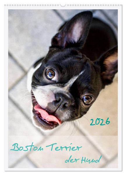 Boston Terrier der Hund 2026 (Wandkalender 2026 DIN A2 hoch) CALVENDO Monatskalender