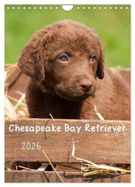 Chesapeake Bay Retriever 2026 (Wandkalender 2026 DIN A4 hoch) CALVENDO Monatskalender