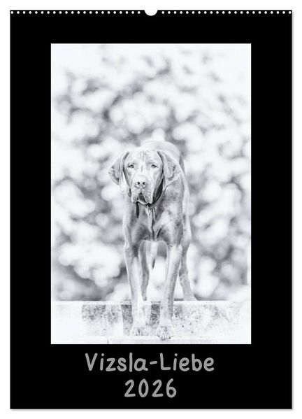 Vizsla-Liebe (Wandkalender 2026 DIN A2 hoch) CALVENDO Monatskalender