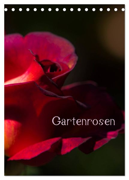 Gartenrosen (Tischkalender 2026 DIN A5 hoch) CALVENDO Monatskalender