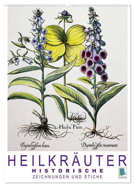 Heilkräuter: Historische Zeichnungen und Stiche (Wandkalender 2026 DIN A2 hoch) CALVENDO Monatskalender