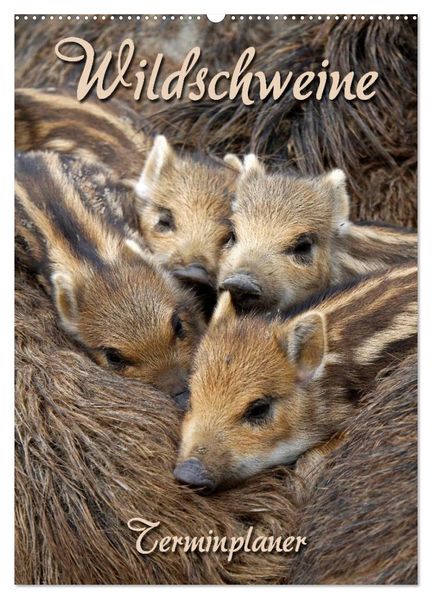 Wildschweine (Wandkalender 2026 DIN A2 hoch) CALVENDO Monatskalender