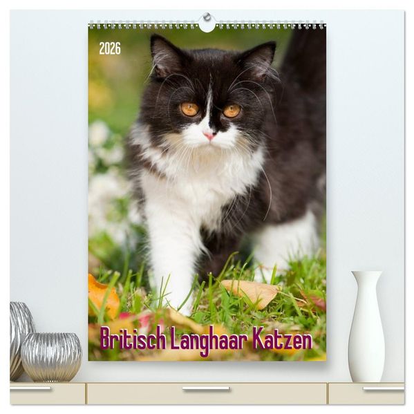 Britisch Langhaar Katzen (hochwertiger Premium Wandkalender 2026 DIN A2 hoch) Kunstdruck in Hochglanz